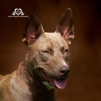 Rescue Labrador Retriever and Husky Dogs for Adoption in Houston, Texas - Isa | PetCurious