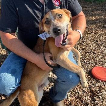 Banjo -  Hound Dog for Adoption in Elyria, Ohio - Banjo | PetCurious