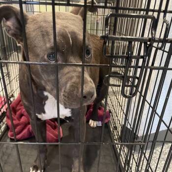 Lil Two -  Mixed Breed Dog for Adoption in Port Charlotte, Florida - Lil Two | PetCurious