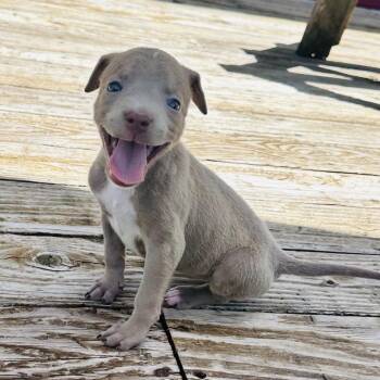 Glory -  Mixed Breed Dog for Adoption in St. Peters, Missouri - Glory | PetCurious