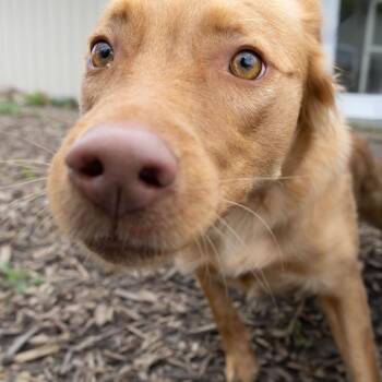 Retriever Dogs Available for Adoption in Mckean, Pennsylvania - Francine | PetCurious