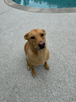 Magnum aka Corndog -  Shepherd Dog Available for Adoption in Frazier Park, California - Magnum Aka Corndog | PetCurious