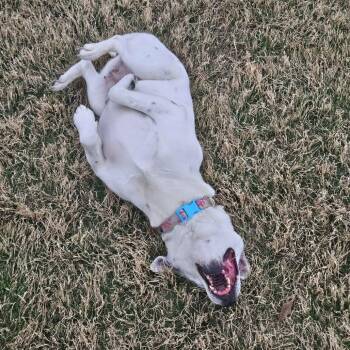 Nelly -  Shepherd Dog for Adoption in Beaumont, Texas - Nelly | PetCurious