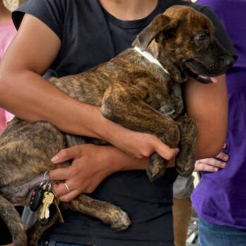 Draco -  Plott Hound and Mixed Breed Dog for Adoption in Quincy, Florida - Draco | PetCurious