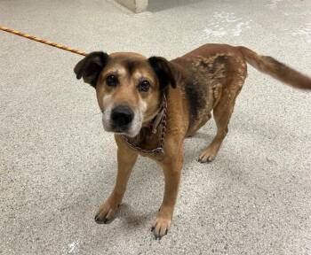 German Shepherd Dog and Mixed Breed Dogs Available for Adoption - BUDDY | PetCurious