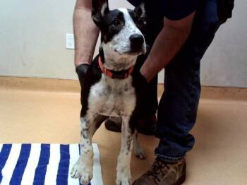 RICO -  German Shepherd Dog and Pit Bull Terrier Dog Available for Adoption in Martinez, California - RICO | PetCurious