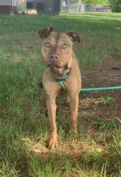 Pit Bull Terrier Dogs Available for Adoption in Springfield, Illinois - Blossum  | PetCurious