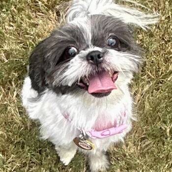 Apple Cider -  Shih Tzu Dog for Adoption in Plano, Texas - Apple Cider | PetCurious