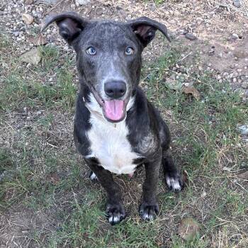 Hall -  American Staffordshire Terrier Dog for Adoption in Houston, Texas - Hall | PetCurious