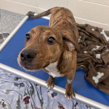 Aspen -  Mixed Breed Dog for Adoption in Hendersonville, North Carolina - Aspen | PetCurious