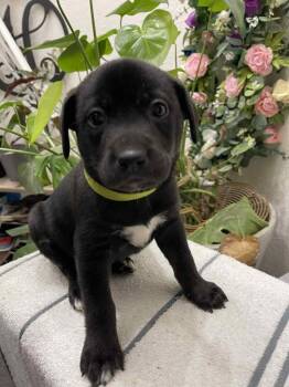 Rescue Mixed Breed Dogs for Adoption in Crocker, Missouri - Alice | PetCurious