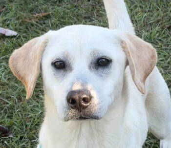 Rescue Labrador Retriever and Terrier Dogs for Adoption in Bloomfield, Connecticut - Karen | PetCurious
