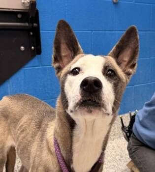 Siberian Husky Dogs Available for Adoption - Scarlett | PetCurious