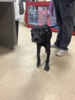 Rescue Pit Bull Terrier and Mixed Breed Dogs for Adoption in Fort Worth, Texas - Tico | PetCurious