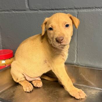 TUSC-Stray-84732_2_3_4_5_6 -  Hound and Shepherd Dog for Adoption in Tuscaloosa, Alabama - TUSC-Stray-84732_2_3_4_5_6 | PetCurious