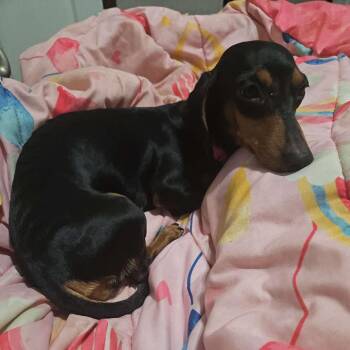 Dachshund Dogs Available for Adoption - Pansy | PetCurious