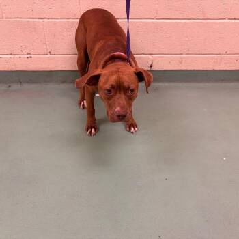 Flopsy -  Mixed Breed Dog for Adoption in Memphis, Tennessee - Flopsy | PetCurious