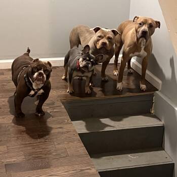 American Bully Dogs Available for Adoption in Palisades Park, New Jersey - Mona Lisa | PetCurious