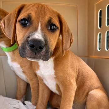 Axel -  Mixed Breed Dog for Adoption in Groveland, Massachusetts - Axel | PetCurious