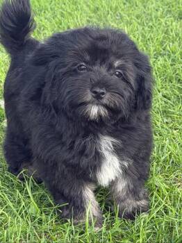 Tater Tot -  Havanese and Poodle Dog for Adoption in Liberty Center, Ohio - Tater Tot | PetCurious
