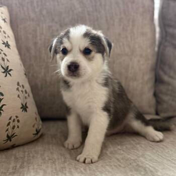 Biscuit -  Husky and Labrador Retriever Dog for Adoption in Fort Worth, Texas - Biscuit | PetCurious