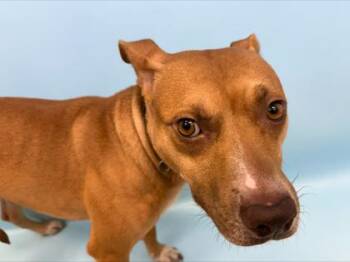 Hazel -  Pit Bull Terrier and Mixed Breed Dog for Adoption in Woodbury, Minnesota - Hazel | PetCurious