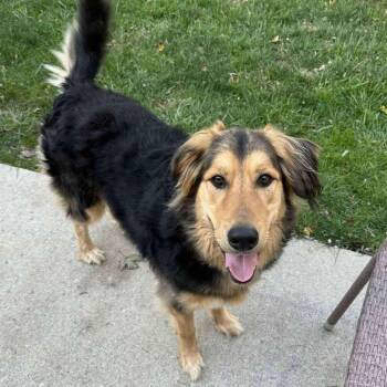 Rescue Golden Retriever and German Shepherd Dog Dogs for Adoption in Newport, Kentucky - Kai | PetCurious