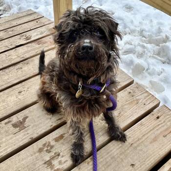 Terrier Dogs Available for Adoption - Toto | PetCurious