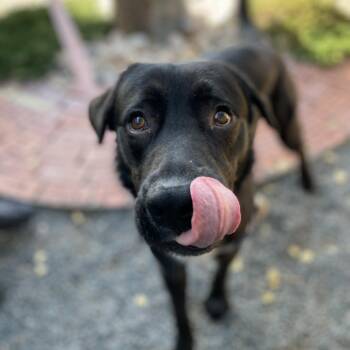 Rocky -  Retriever Dog for Adoption in Cheyenne, Wyoming - Rocky | PetCurious