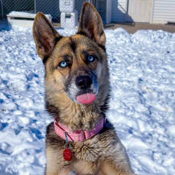 Aurora/Mom -  Husky and German Shepherd Dog Dog for Adoption in St. Peters, Missouri - Aurora/Mom | PetCurious
