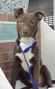 Staffordshire Bull Terrier and Mixed Breed Dogs Available for Adoption in Houston, Texas - A2067865 | PetCurious