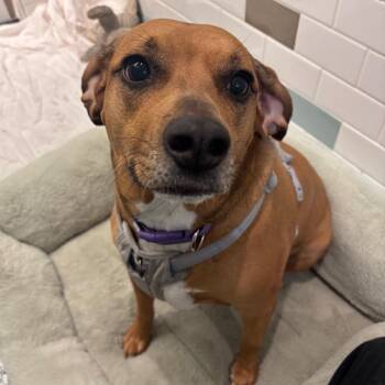 Mixed Breed Dogs Available for Adoption - Kali | PetCurious