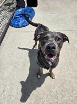 Duke -  Pit Bull Terrier and Mixed Breed Dog for Adoption in Westland, Michigan - Duke | PetCurious
