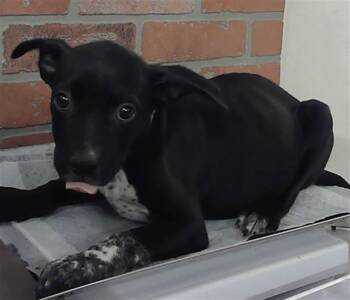 Staffordshire Bull Terrier Dogs Available for Adoption in Houston, Texas - A2073752 | PetCurious