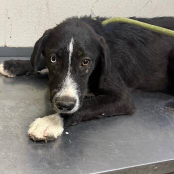 Gespacho -  Labrador Retriever and Mixed Breed Dog for Adoption in Yuma, Arizona - Gespacho | PetCurious