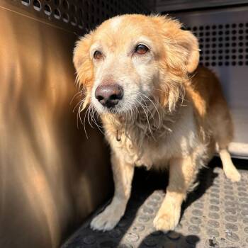 Duke -  Terrier Dog for Adoption in Edinburg, Texas - Duke | PetCurious