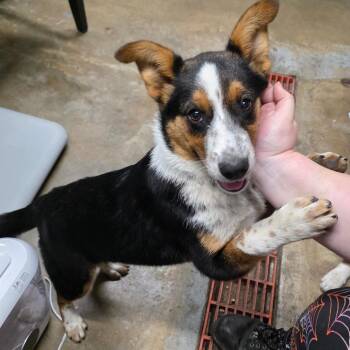 Cattle Dog and Cardigan Welsh Corgi Dogs Available for Adoption - Ammo | PetCurious