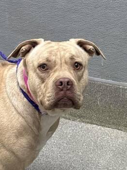 Pit Bull Terrier and Mixed Breed Dogs Available for Adoption in Las Vegas, Nevada - QUIARA | PetCurious