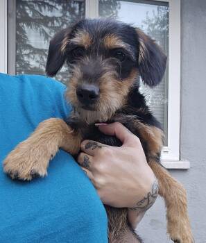 Ranger -  Cairn Terrier Dog for Adoption in Stockton, California - Ranger | PetCurious