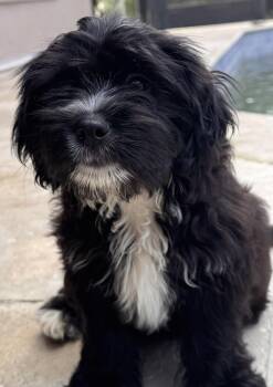Widget -  Shih Tzu Dog for Adoption in Alafaya, Florida - Widget | PetCurious