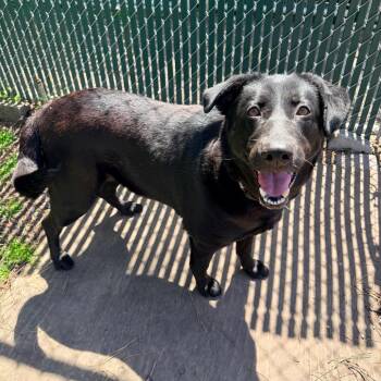 Labrador Retriever Dogs Available for Adoption in Newark, New Jersey - Bonnie | PetCurious