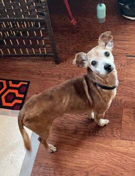 Chihuahua Dogs Available for Adoption - Gus | PetCurious