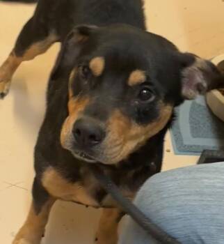 IVY -  Rottweiler Dog for Adoption in Elizabethton, Tennessee - IVY | PetCurious