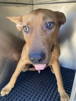 TOMMY -  Mixed Breed Dog for Adoption in Dallas, Texas - TOMMY | PetCurious