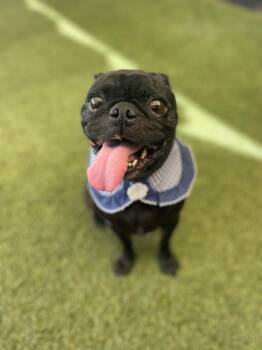 Rescue Pug Dogs for Adoption in Gardena, California - Midnight | PetCurious