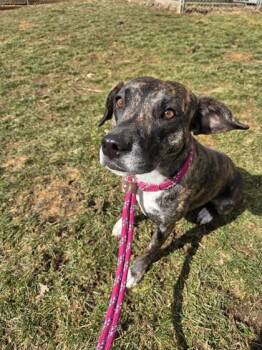 Hound Dogs Available for Adoption - Noelle | PetCurious