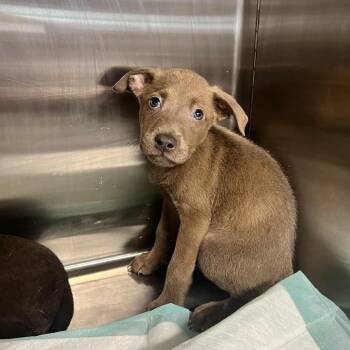 Bentley -  Mixed Breed Dog for Adoption - Bentley | PetCurious