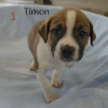 Timon -  Pit Bull Terrier and Australian Shepherd Dog for Adoption in Parkersburg, West Virginia - Timon | PetCurious