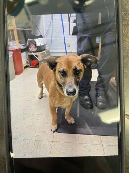 Terrier and Mixed Breed Dogs Available for Adoption in Stockton, California - BUDDY | PetCurious