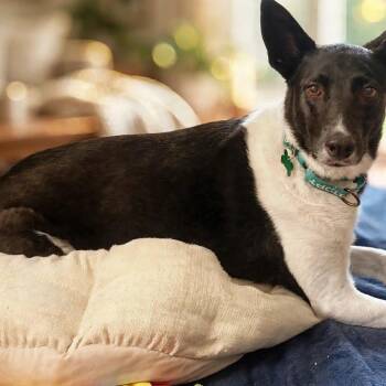 Etouffe (Etty) -  Border Collie and Mcnab Dog for Adoption in Palo Alto, California - Etouffe (Etty) | PetCurious